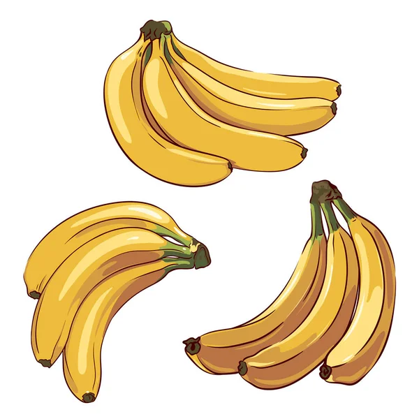 白地に単離された熟した黄色のバナナの束のセット 手描きのバナナの束のコレクションを閉じる ベクトル図 — ストックベクタ