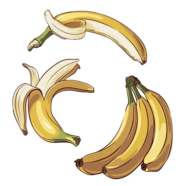 白地に隔離された熟したバナナのクローズアップのセットベクターイラスト — ストックベクタ