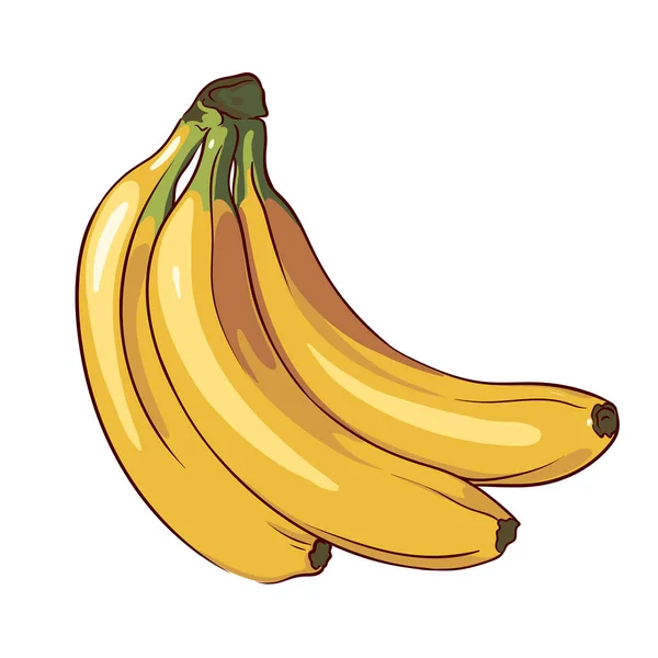 手描きの熟したバナナを白地に孤立させバナナの束を閉じ込めベクトルイラスト — ストックベクタ
