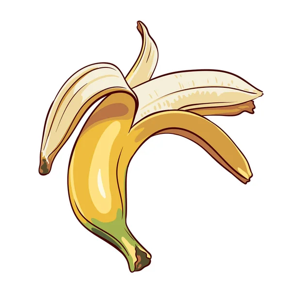 Drawn Ripe Opened Banana Isolated White Background Vector Illustration — Stock Vector