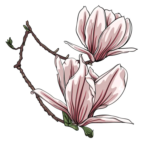 Branch Magnolia Flowers White Background Vector Illustration — Stock Vector