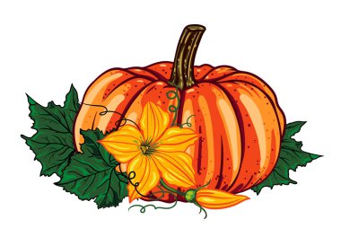 Beyaz arka planda yeşil yapraklı turuncu balkabağı ve sarı çiçekler. Sonbahar kompozisyonu. Cadılar Bayramı. Botanik vektör çizimi