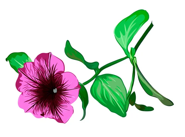 Фиолетовый Цветок Петунии Ветке Прозрачном Фоне Векторная Ботаническая Иллюстрация — стоковый вектор