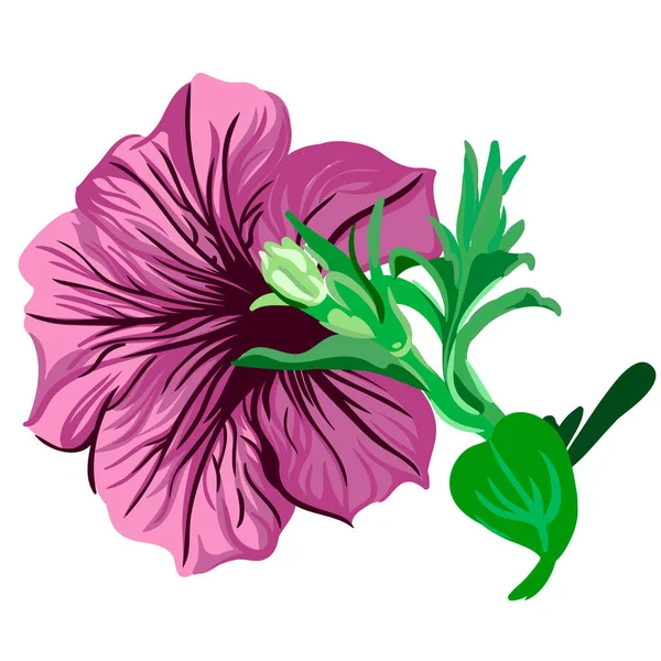 Pétunia Violet Fleur Sur Tige Isolée Sur Fond Blanc Illustration — Image vectorielle