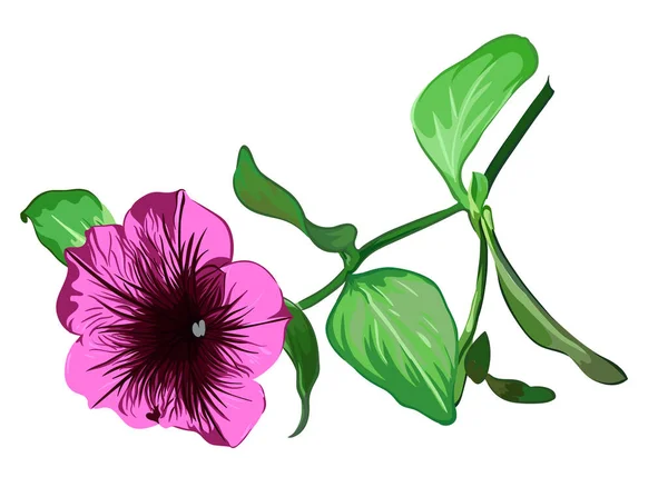 Purple Petunia Flower Branch Transparent Background Vector Botanical Illustration — Stock Vector