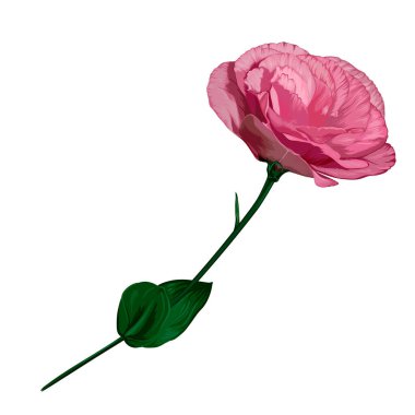 Pembe Eustoma vektörü gerçekçi el çizimi. Botanik vektör çizimi