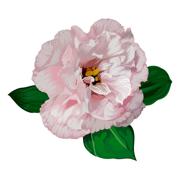 Handgezeichnetes Rosa Eustoma Mit Grünen Blättern Auf Weißem Hintergrund Botanische — Stockvektor
