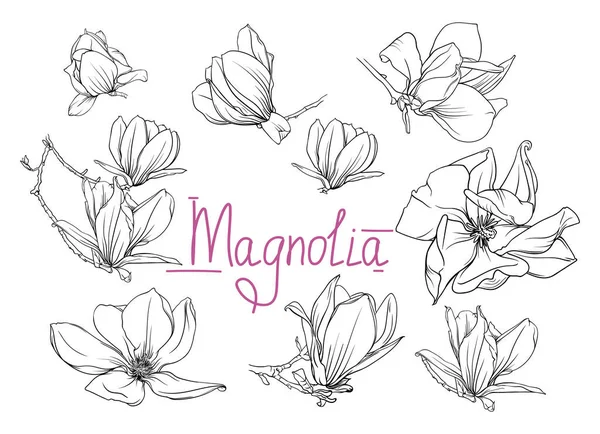 Handgetekende Monochrome Magnolia Bloemen Takken Magnolia Overzicht Zwart Wit Vector — Stockvector