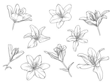 set of hand drawn black outline lily flowers isolated on white background
