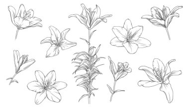 set of hand drawn black outline lily flowers isolated on white background