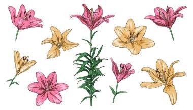 vector set of drawn pink and yellow lilies on a transparent background. lily flower botanical illustration