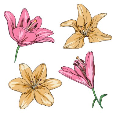 vector drawing of pink and yellow lilies on a transparent background. lily flower botanical illustration