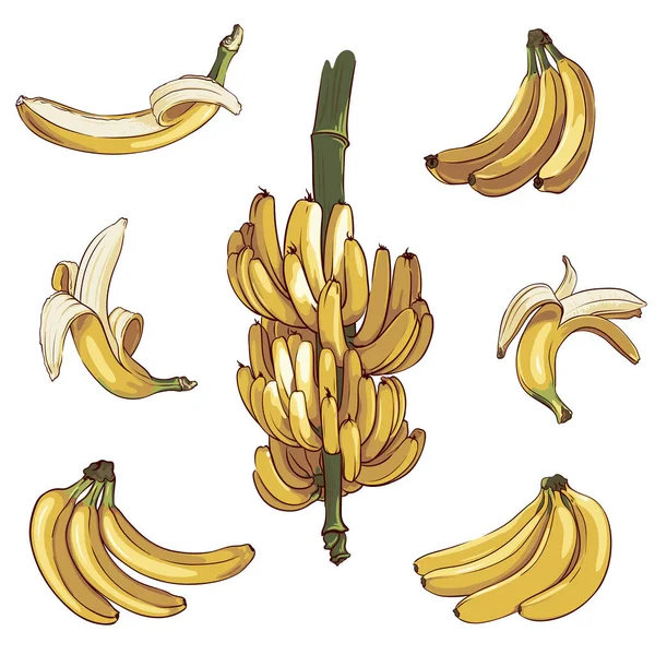Vektor Stor Uppsättning Mogna Bananer Isolerad Vit Bakgrund Samling Handritade — Stock vektor