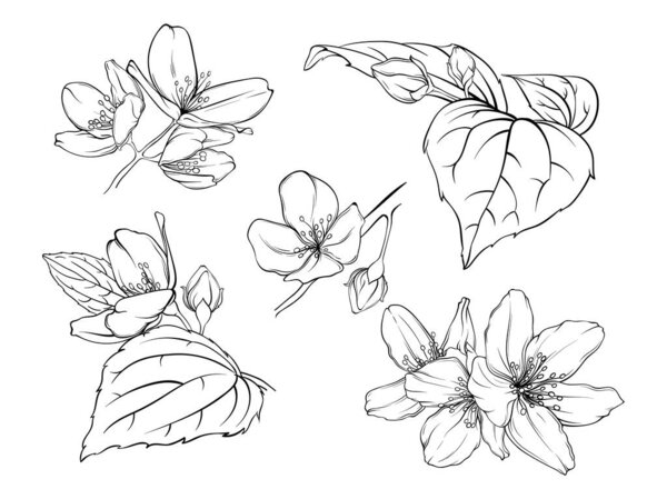 Monochrome illustration of jasmine plant details, sketch of delicate petals and leaves