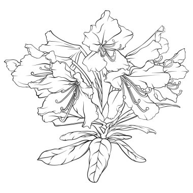 Çiçekli ve yapraklı rhododendron dalı. siyah ve beyaz el çizimi