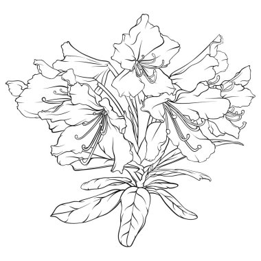 rhododendron branch with flowers and leaves. black and white hand drawn illustration clipart