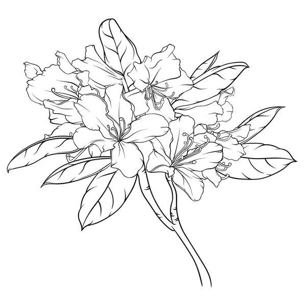 Çiçekli ve yapraklı rhododendron dalları. siyah beyaz el çizimi, boyalı cam, boyama