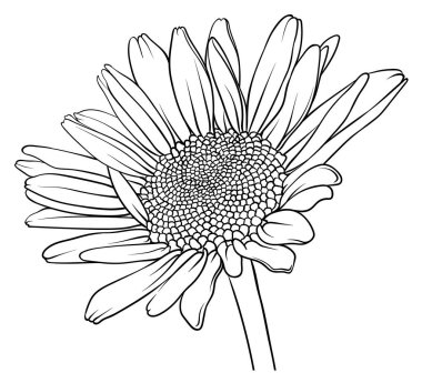 Vektör elle çizilmiş papatya resmi. Papatya çiçeği çizimi. Papatya çayı çizimi.