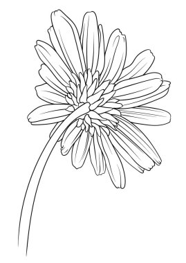 Papatya çayı, kasımpatı ve papatya arka görüntüsü tek renk vektör tarzında. siyah ve beyaz çizim