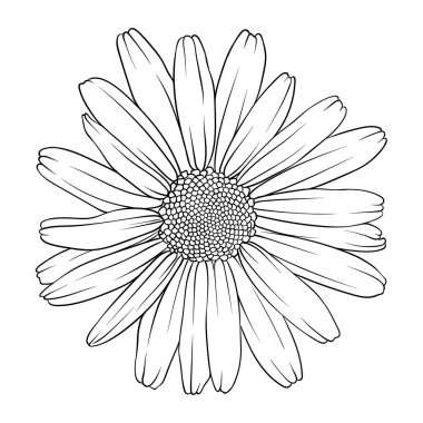 Papatya çiçeği. Boyama kitabı için siyah beyaz illüstrasyon. Papatyalı vektör geçmişi. El çizimi. Klasik stil