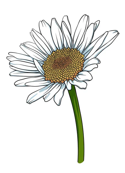 Chamomile flower on a white background. Hand drawn vector illustration for logo, icon or stamp