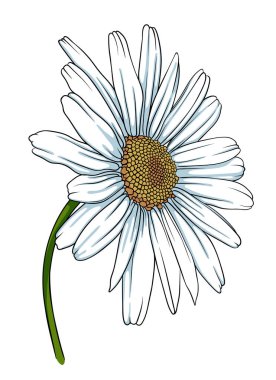 Papatya, beyaz arka planda papatya çiçeği. Tasarımınız için vektör illüstrasyonu. El çizimi vektör çizimi beyaz arkaplanda izole edildi.