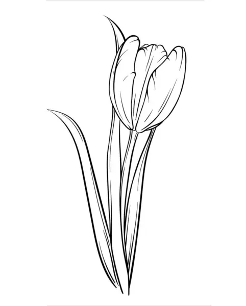 Crocus Preto Branco Isolado Sobre Fundo Branco Tulipa Ilustração Vetorial Vetores De Bancos De Imagens