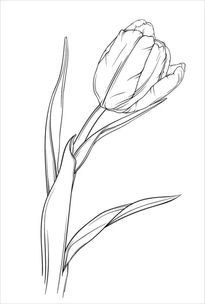 Tulipa Ilustração Vetorial Desenhada Mão Isolada Sobre Fundo Branco Tinta Vetores De Bancos De Imagens