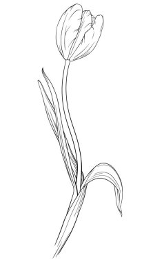 Lale çiçeği. Siyah beyaz işlemeli mürekkep sanatı. Beyaz arkaplanda izole lale çizimi ögesi.