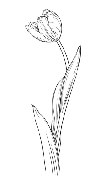 Tulipa Flor Mão Desenhada Ilustração Vetorial Isolado Sobre Fundo Branco Gráficos Vetores
