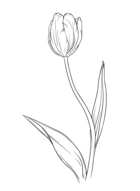 Vektör lale çiçekli botanik çiçeği. Vahşi bahar yapraklı kır çiçeği izole edilmiş. Siyah beyaz işlemeli mürekkep sanatı. Beyaz arkaplanda izole lale çizimi ögesi.