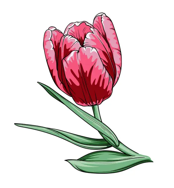 Flor Tulipa Rosa Ilustração Vetorial Desenhada Mão Isolado Sobre Fundo Vetores De Bancos De Imagens Sem Royalties