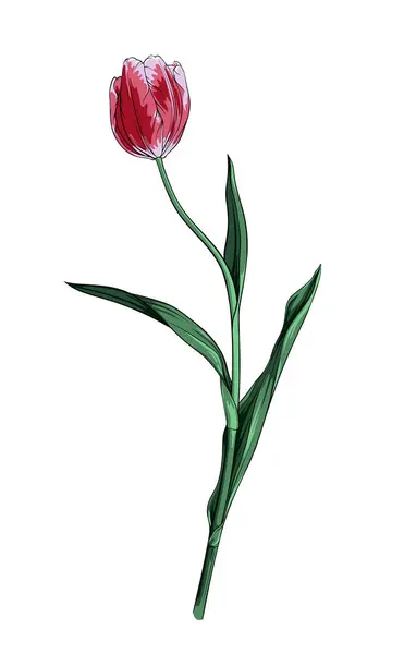 Tulipa Elegante Caule Alto Ilustração Vetorial Botões Flores Fundo Transparente Gráficos Vetores