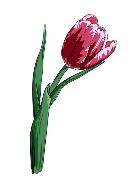 Flor Tulipa Isolada Sobre Fundo Branco Ilustração Vetorial Desenhada Mão Ilustrações De Bancos De Imagens Sem Royalties