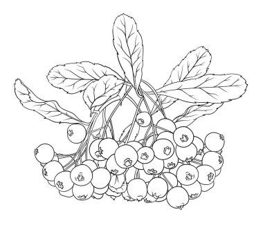 Pyracantha, Viburnum ve Rowan meyveleri. Çiçek yapraklı botanik bahçesi böğürtlenleri. Şeffaf bir arkaplanda vektör resmi