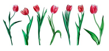 Uzun saplı zarif mor lalelerin vektör kümesi. Şeffaf arkaplanda pembe bahar çiçekleri koleksiyonu