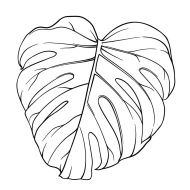 El çizimi sanat tropikal canavar yaprakları, canavar orman tasarım elementini renklendirmek için bırakır