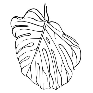 Canavar yapraklarının vektör çizimi, yaratıcılık projeleri için tropikal bitki yaprağı, orman ya da botanik bahçe unsuru, boyama kitapları,