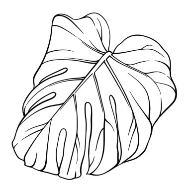 Tropik canavar yaprağı. Yakından bakınca, canavar yapraklarının detaylı silueti, yağmur ormanı tasarım elementi.