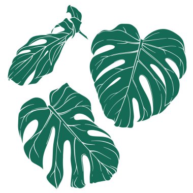 Bir dizi canavar yaprağı çizimleri, tropikal bitki yaprakları, orman ya da botanik bahçesi elementlerini detaylı olarak kapsıyor.