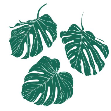 Canavar yapraklarından oluşan üç elementten oluşan bir vektör kümesi. Şeffaf arkaplanda yeşil egzotik yapraklar var. Yaratıcı projelerde kullanılacak vektör ögeleri