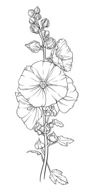 Bol yapraklı ve parlak ciltli yemyeşil bir dalın ayrıntılı ve renkli bir çizimi. Hollyhock çiçeklerinin zarif bir görüntüsü