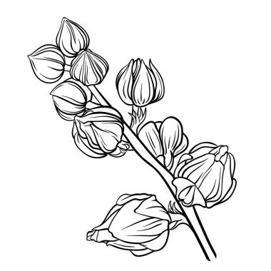 Zarif ve detaylı botanik illüstrasyonla güzel bir çiçek dalını tasvir ediyoruz.