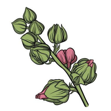 Zarif ve detaylı botanik illüstrasyonda çiçekli, rengarenk görüntülerin güzel bir dalı tasvir ediliyor.