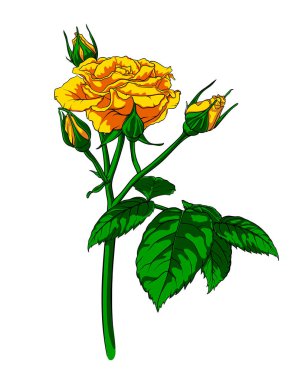 Zarif sarı gül, bereketli yaz çiçeği dalı uzun saplı çeşitli tomurcuklar, beyaz arka planda izole. El çizimi gül, vektör çizimi.