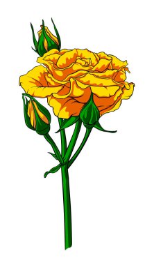 Tomurcuklu yemyeşil güller, tomurcuklanan yaz çiçeklerinin dalları, beyaz arka planda izole edilmiş uzun saplı tomurcuklar, el çizimi güller, botanik çizimler.