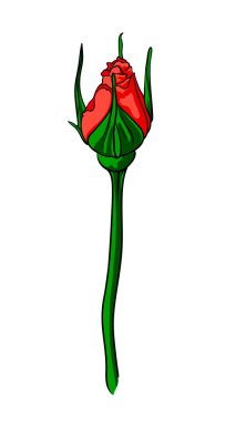 Uzun saplı kırmızı gül tomurcuğu, beyaz arkaplanda gül çiçeği resmi, uzun saplı kırmızı tomurcuk.