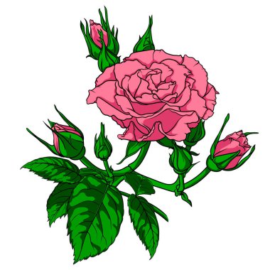 Tomurcukları ve yaprakları olan yemyeşil pembe gül, renkler için çiçek resmi, numaralar için resim