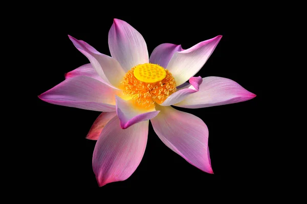 pink lotus flower bloom on the black background.