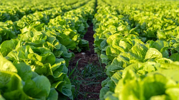 Gardening banner background with green lettuce plants. Agricultural field with Green lettuce leaves on garden beds in the vegetable field.